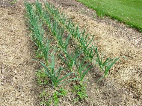 interplanting with garlic