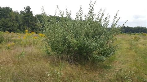invasive autumn olive