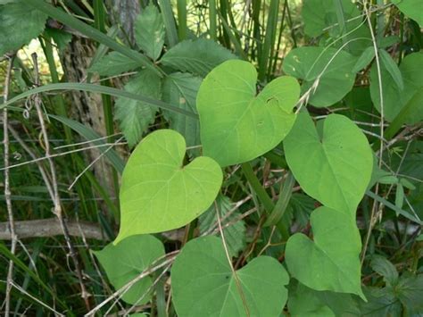 invasive vine with heart shaped leaves