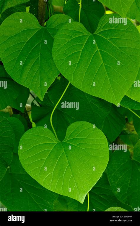 invasive vine with heart shaped leaves