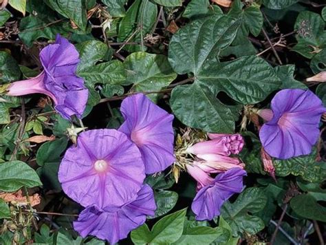 invasive vine with purple flowers