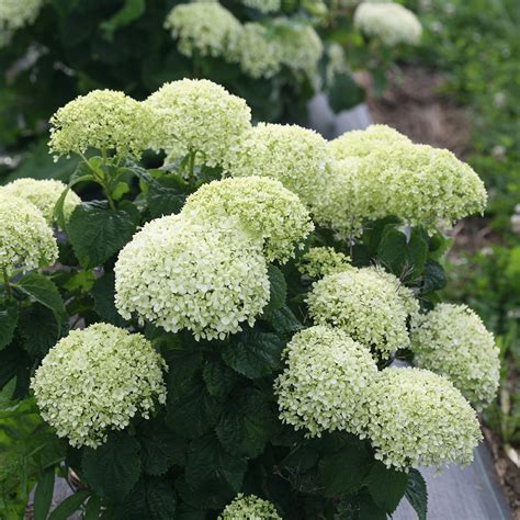invincibelle limetta hydrangea pruning