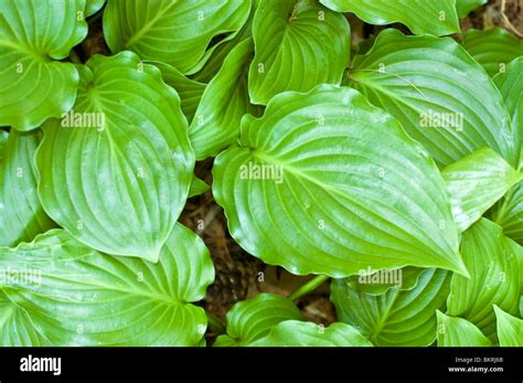 invincible plantain lily