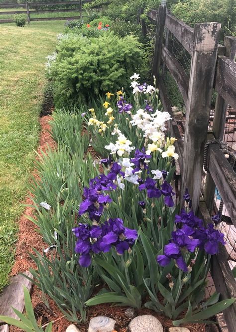 iris bed design