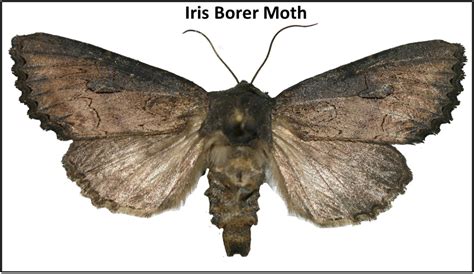 iris borers
