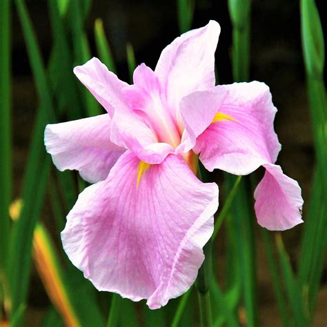 iris bulbs for sale