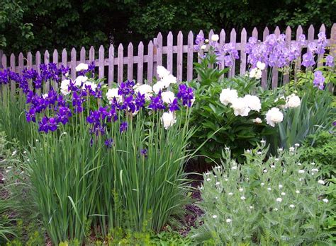 iris companion plants