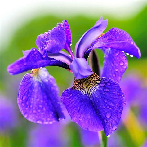 iris flower garden