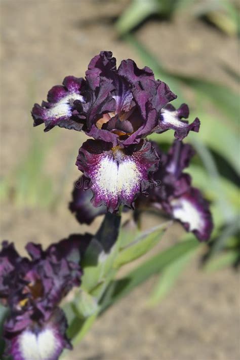 iris flower latin name