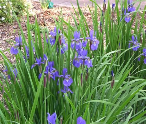 iris foliage after bloom