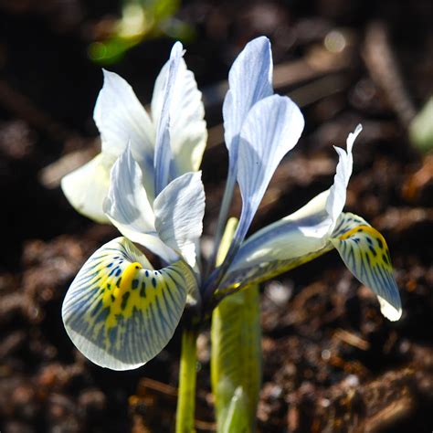 iris histrioides