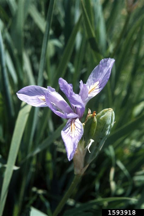 iris invasive
