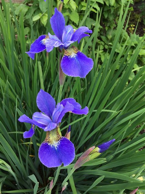 iris lily plant