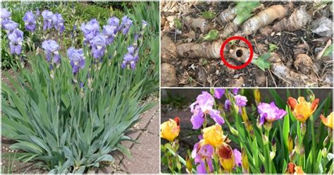 iris not blooming