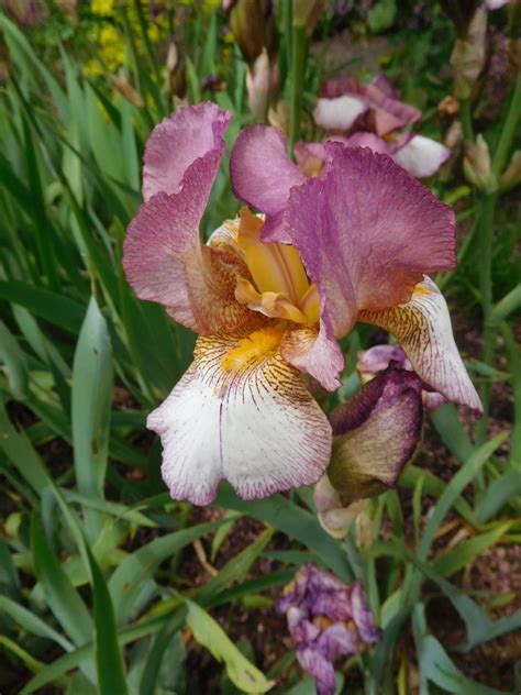 iris where to buy