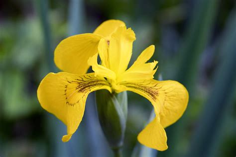 iris yellow flag