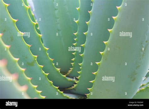 is aloe a cactus
