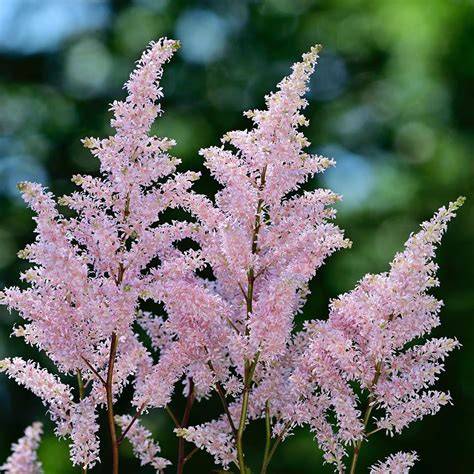 is astilbe deer resistant