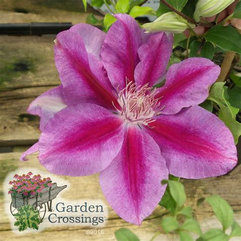 is clematis deer resistant