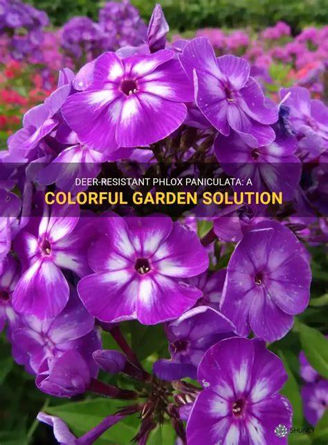 is phlox deer resistant