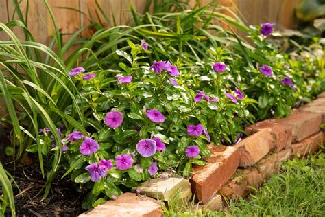 is vinca deer resistant