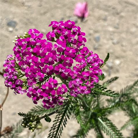 island pink yarrow