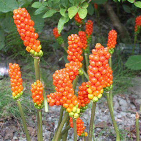italian arum control