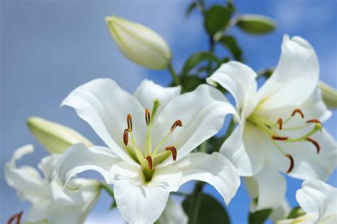 italian lily