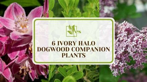 ivory halo dogwood companion plants