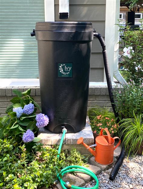 ivy rain barrels