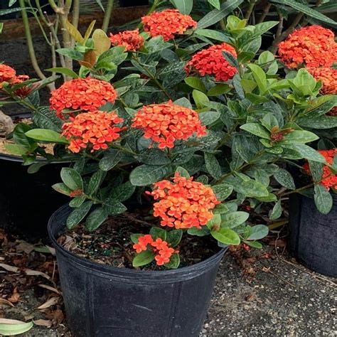 ixora maui red