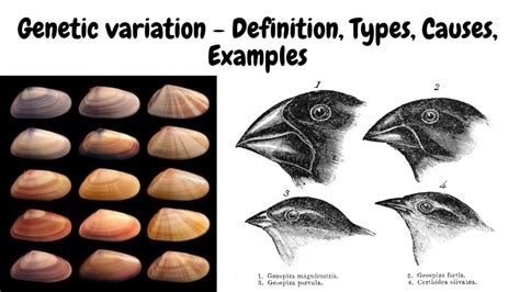 Types and Variations