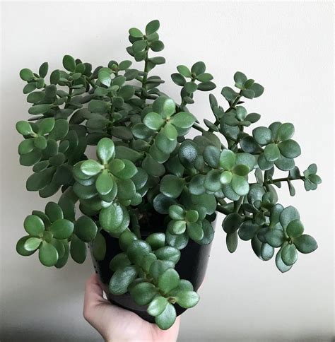 jade plant companions