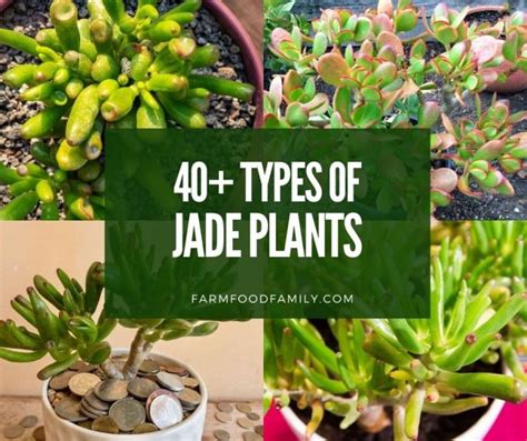 jade plant varieties