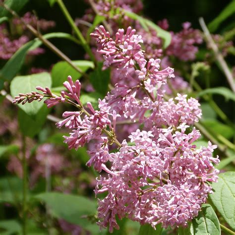 james mcfarlane lilac