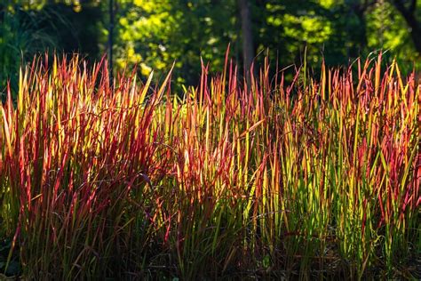 japanese blood grass companion plants
