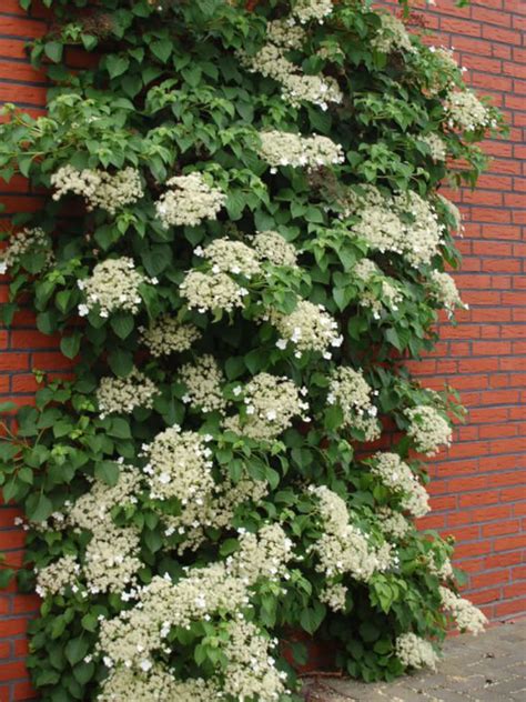 japanese climbing hydrangea