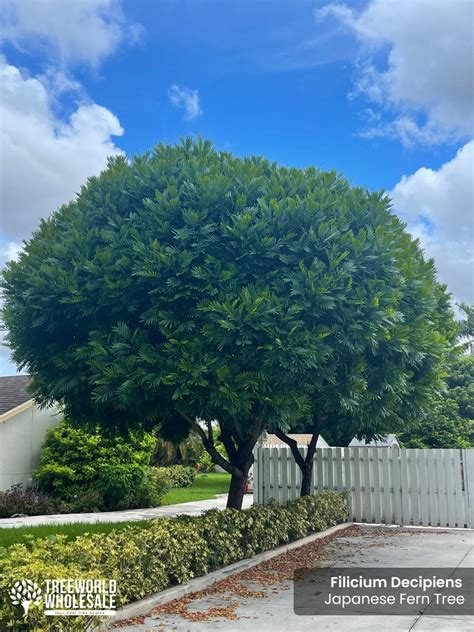 japanese fern tree