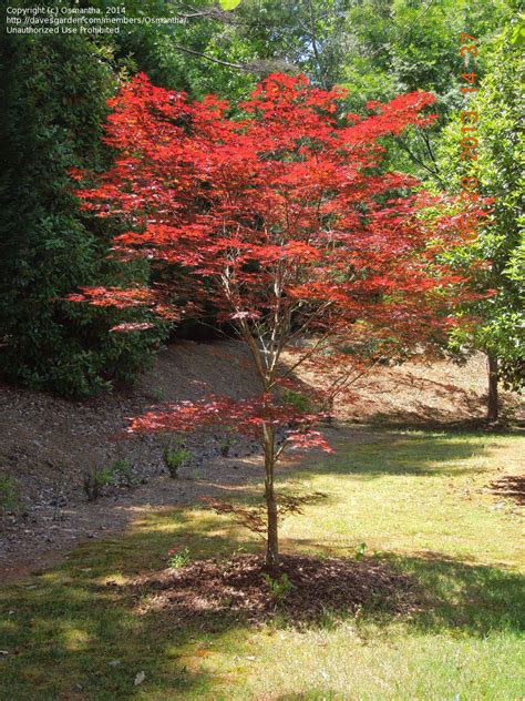 japanese fire maple