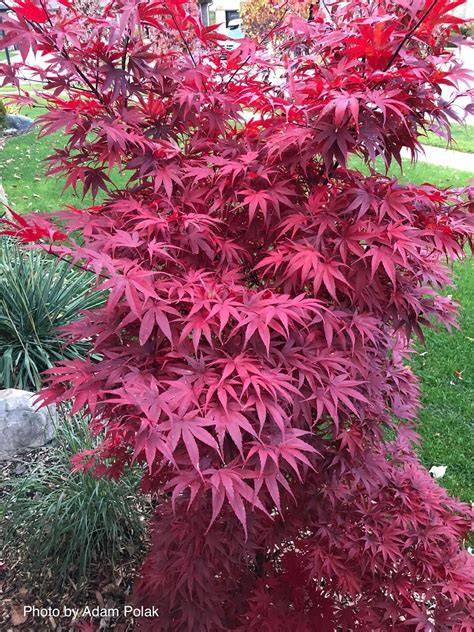 japanese maple pixie
