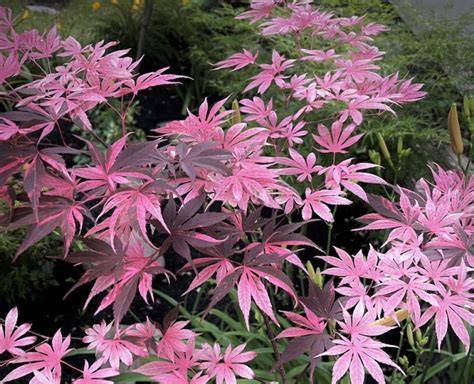 japanese maple rainbow