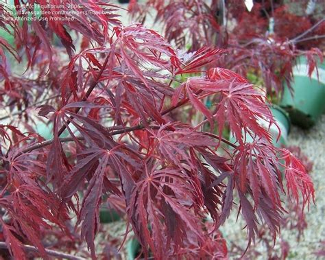 japanese maple threadleaf