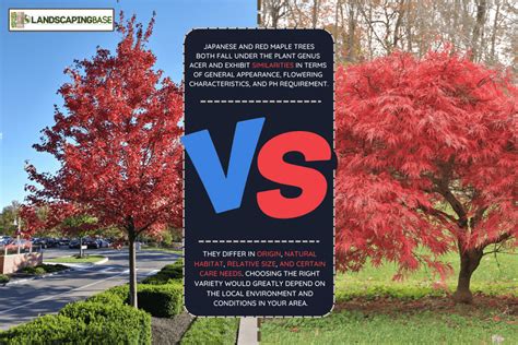 japanese maple vs red maple