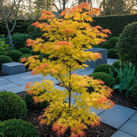 japanese orange maple
