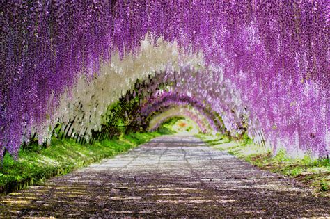japanese purple wisteria