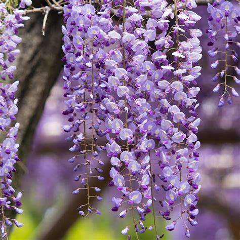 The Beauty of Japanese Purple Wisteria