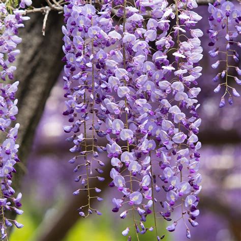 japanese purple wisteria