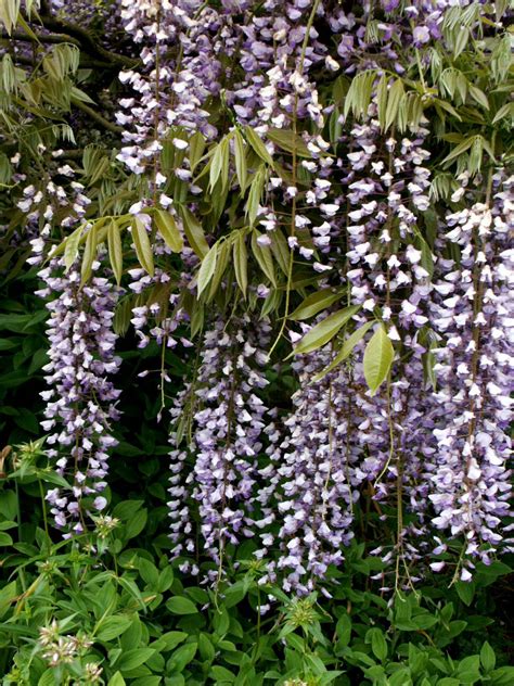 The Beauty and Benefits of Japanese Wisteria Seeds