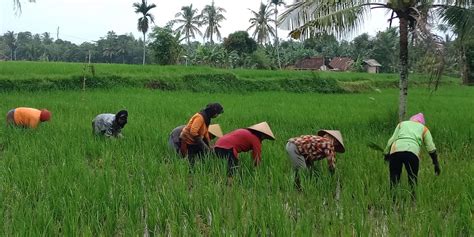 jarak tempuh pertanian indonesia