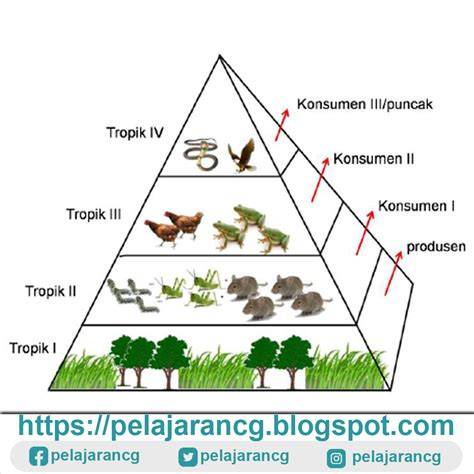 Jaring-Jaring Kehidupan